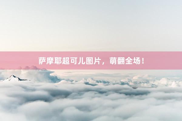 萨摩耶超可儿图片,萌翻全场!